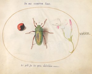 Tallrik 42: Juvelbagge med en växtgall(?) och en blomma av Joris Hoefnagel