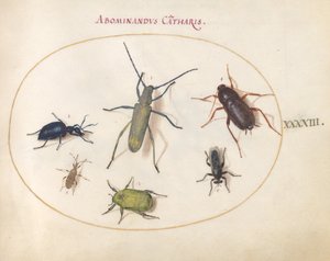 Tallrik 43: Ett guldblommigt grått långhorn(?), Tansy Beetle(?), Kackerlacka, Lövfotad insekt och andra insekter av Joris Hoefnagel