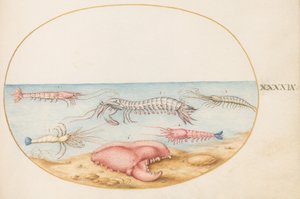 Plansch 49: mantisräka och klon från en europeisk flodkräfta av Joris Hoefnagel