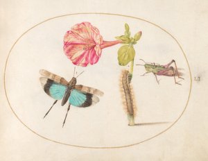 Tavla 51: Gräshoppor och en larv med en fyra klockan blomma av Joris Hoefnagel