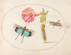 Plansch 51: Gräshoppor och en larv med en underblomma av Joris Hoefnagel