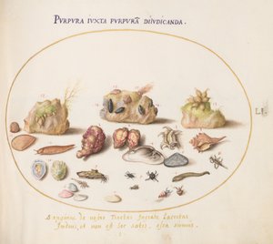 Plansch 51: purpursnäckor, snäckskal, eremitkräftor, en snigel, insekter och annat marint liv av Joris Hoefnagel