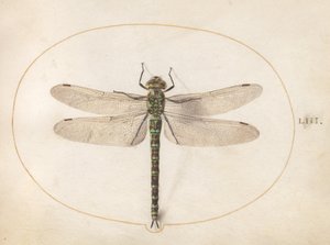 Plåt 53: Southern Hawker Dragonfly av Joris Hoefnagel
