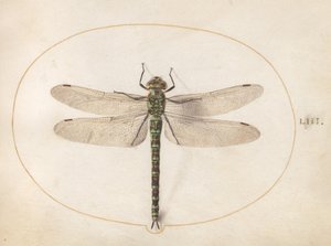 Plansch 53: sydlig mosaikslända av Joris Hoefnagel