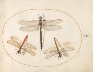 Tallrik 54: Hårig Dragonfly och Two Darters
