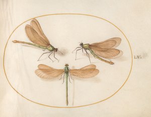 Plansch 55: Tre gröna jungfrusländor med bruna vingar (vackra jungfrusländor?) av Joris Hoefnagel