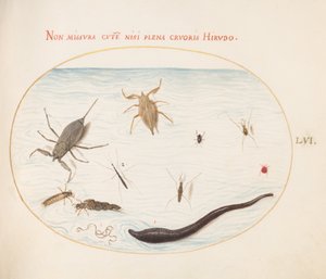 Skylt 56: Vattenskorpion, vattenmätare, dammåkare, rödvattenkvalster, purgel(?) och andra vatteninsekter av Joris Hoefnagel