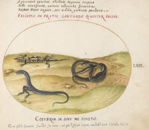Tavla 57: En orm, en eldsalamander och en ormliknande varelse med två ben av Joris Hoefnagel