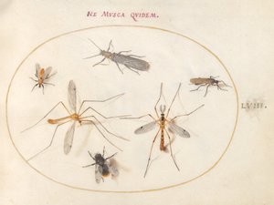 Tallrik 58: Ett bi och fem andra insekter av Joris Hoefnagel