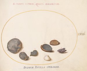 Skylt 58: Skal, inklusive Abalone(?) av Joris Hoefnagel