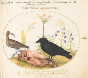 Tallrik 59: Curlew and Crow with Horse Skull av Joris Hoefnagel