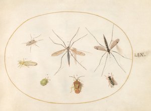 Skylt 59: Sju insekter, inklusive en hagtornssköldbugg, tranflugor och en svävfluga av Joris Hoefnagel