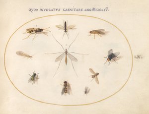 Tallrik 60: Flugor och andra insekter av Joris Hoefnagel