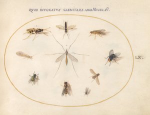 Plansch 60: Flugor och andra insekter, ca 1575/80 (akvarell, gouache och guld på pergament) av Joris Hoefnagel