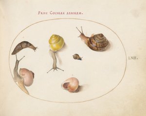 Tallrik 62: En snigel med sniglar av Joris Hoefnagel