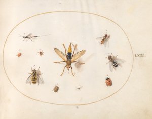 Tallrik 62: Tio insekter av Joris Hoefnagel
