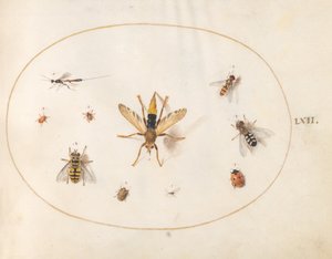 Plansch 62: tio insekter av Joris Hoefnagel