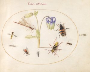 Tavla 63: En trollslända, en fläckig långhorn, en sextonbagge och andra insekter med en blå och vit akleja av Joris Hoefnagel