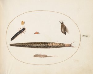 Skylt 64: Leopardsnigel, markbaggarlarv, en råttsvansmaggot och andra varelser av Joris Hoefnagel