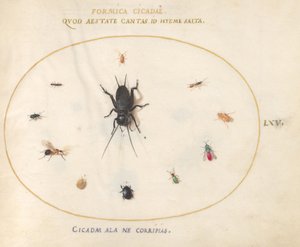 Tallrik 65: En syrsa omgiven av insekter av Joris Hoefnagel