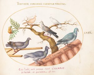Plåt 66: Duvor och duvor av Joris Hoefnagel