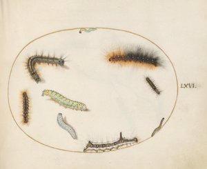 Skylt 66: Lackey Moth Caterpillar, figur av åtta larver, grå dolklarv och andra larver av Joris Hoefnagel