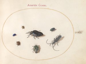 Tallrik 66: Två oljebaggar, en långhornsbagge och fyra andra insekter av Joris Hoefnagel