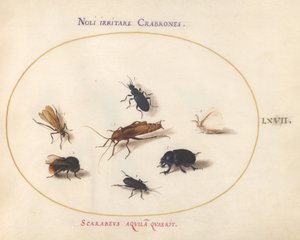Tallrik 67: Sju insekter, inklusive en vit fjäril och ett bi av Joris Hoefnagel