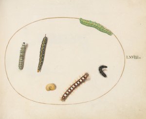 Skylt 68: Leafy Spurge Hawkmoth Caterpillar, Mullein Moth Caterpillar och andra larver av Joris Hoefnagel