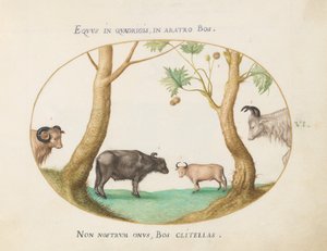 Tavla 6: En sort oxar med en bagge och en vattenbuffel(?) vid en platan av Joris Hoefnagel