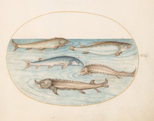 Tallrik 6: Fem havskatter och stör(?) av Joris Hoefnagel