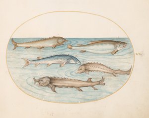Plansch 6: fem malar och en stör (?) av Joris Hoefnagel