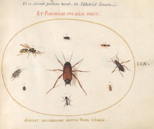 Platta 70: En mört omgiven av insekter av Joris Hoefnagel