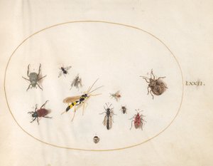 Skylt 72: Shield Bug, Cinnamon Bug, Geting och andra insekter av Joris Hoefnagel
