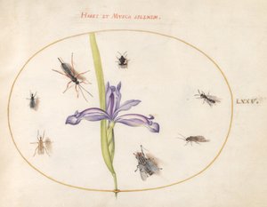 Tallrik 75: En fluga och andra insekter med en iris av Joris Hoefnagel