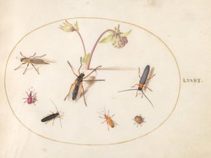 Tallrik 76: Insekter med en rosa och krämfärgad akleja av Joris Hoefnagel