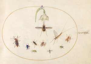 Plansch 77: prickig blomfluga med en vit blomma, en dagslända, en blå vivel och andra insekter av Joris Hoefnagel