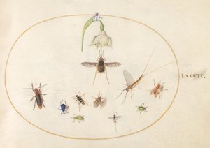 Tallrik 77: Hummingbird Hawk Moth med en vit blomma, blå och gröna vivlar och andra insekter av Joris Hoefnagel