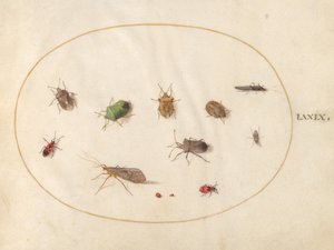 Skylt 79: Tolv insekter, inklusive sköldbuggar av Joris Hoefnagel