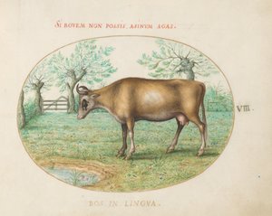 Plåt 8: En ko av Joris Hoefnagel