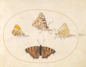 Tallrik 8: Orange tip, Painted Lady, Southern Small White och Small Tortoiseshell fjärilar av Joris Hoefnagel