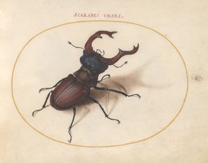 Scarab skalbagge, c.1575-80