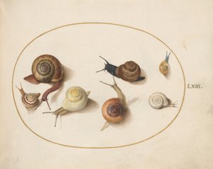 Snigel, c.1575-80
