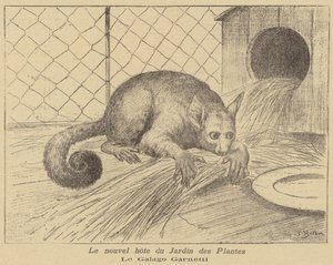Garnetts Galago, ny invånare i Jardin des Plantes