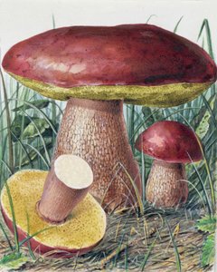 Studie av svamp av Josef Fleischmann