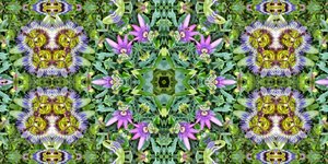 Varelser: Myror i passionsblommafältet av Josef Johann Michel