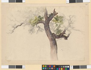 Trädstudie av Josef Kriehuber