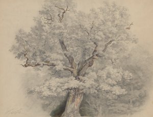 Trädstudie från Laxenburg av Josef Kriehuber