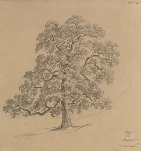 Trädstudie från en mur av Josef Kriehuber