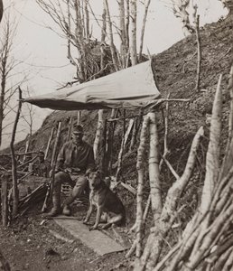 Album "Mitt världskrig - minnen från sydvästra fronten i Kärnten, Italien, Trentino-Alto Adige) 31/03/1915-12/11/ 1918 - Josef Zohles Vienna ": militärhund under ett tält ( av Josef Zohles